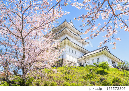 春の小田原城址公園の風景　青空に映える天守閣と桜【神奈川県・小田原市】 123572805
