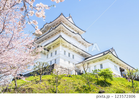 春の小田原城　青空に映える天守閣と桜【神奈川県・小田原市】 123572806