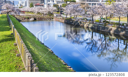 春の小田原城址公園　水面に映る「お堀端通り」の桜並木【神奈川県・小田原市】 123572808
