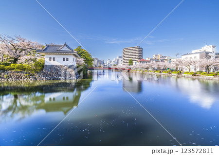 春の小田原城址公園　桜咲く城下町の風景【神奈川県・小田原市】 123572811