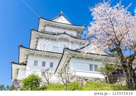 春の小田原城の風景 青空に映える天守閣と桜【神奈川県・小田原市】 春の小田原城の風景 青空に映える天守閣と桜【神奈川県・小田原市】 123572819