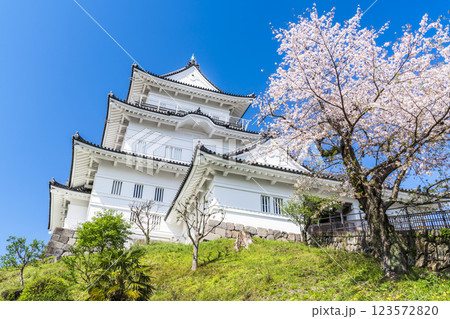 春の小田原城　快晴の青空に映える天守閣と桜【神奈川県・小田原市】 123572820