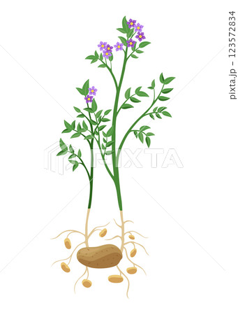 Potatoes plant growing process. Plants isolated on white background. Potato growth stage, planting process, plant life cycle infographic elements in flat design 123572834