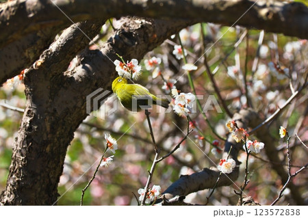梅の花の蜜を吸うメジロ 梅の花の蜜を吸うメジロ 123572838