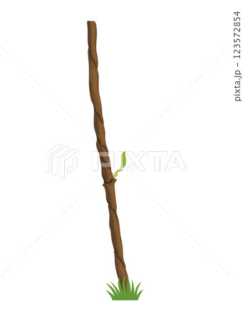 Growing Grapevine Bearing Plants and Vines Growing Grapevine Bearing Plants and Vines 123572854