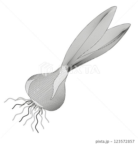 sprouted bulb of a plant on white background black and white vector illustration 123572857