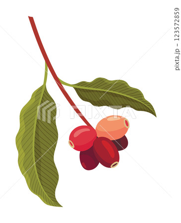 Branch of Coffee Plant with Ripe Edible Fruits Vector illustration Branch of Coffee Plant with Ripe Edible Fruits Vector illustration 123572859