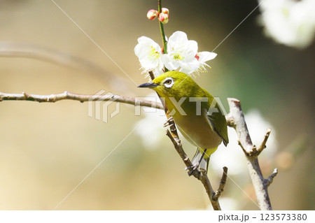 メジロと梅の花 メジロと梅の花 123573380