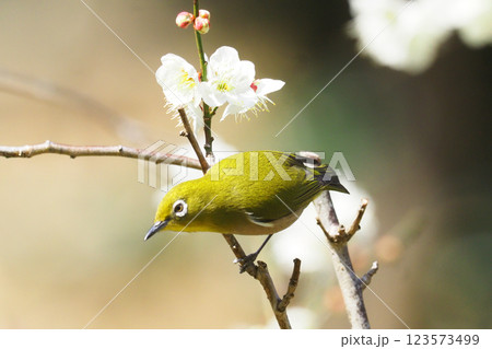 メジロと梅の花 メジロと梅の花 123573499