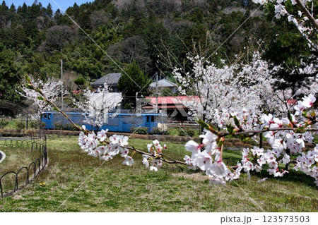 汽笛よ響け!!往時の雄姿を今に伝える… 桜と峠のシェルパ『EF63電気機関車』 123573503