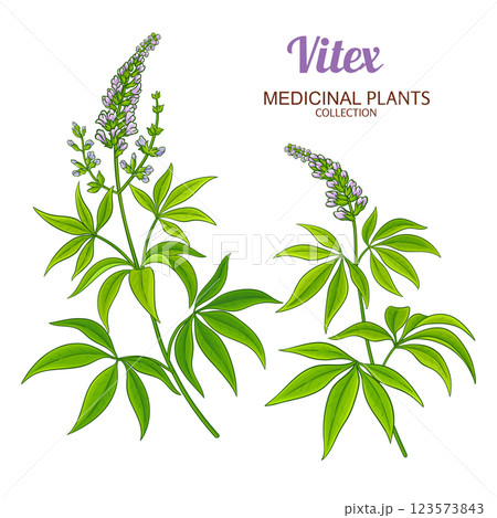 Vitex Plant Colored Detailed Illustration 123573843