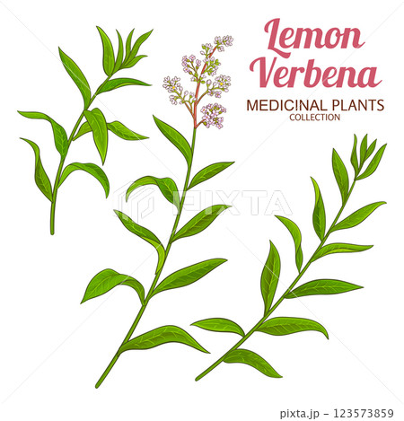 Lemon Verbena Branch Colored Detailed Illustration 123573859