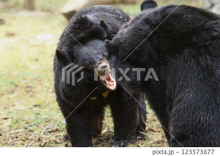 Close-up of black bears fighting. 123573877