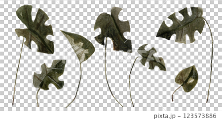 Watercolor set with jungle monstera leaves, isolated on white. Botanical clip art hand drawn with watercolor and pencil. mixed media 123573886