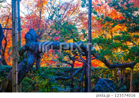 【京都風景】宝泉院　夕暮れ間近の紅葉に染まる庭園 123574016