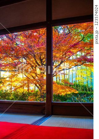 【京都風景】宝泉院 夕暮れ間近の紅葉に染まる庭園 【京都風景】宝泉院 夕暮れ間近の紅葉に染まる庭園 123574024