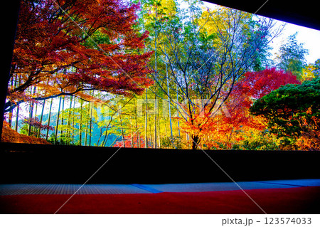 【京都風景】宝泉院　夕暮れ間近の紅葉に染まる庭園 123574033