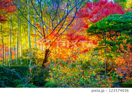 【京都風景】宝泉院　夕暮れ間近の紅葉に染まる庭園 123574036