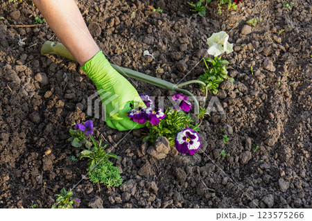 Gardener is planting petunia flowers in a ground on the garden bed. 123575266