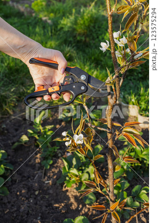 Female farmer with a pruner shears the pear tree. 123575294
