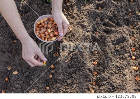 Female gardener is planting onion on the garden bed. 123575308