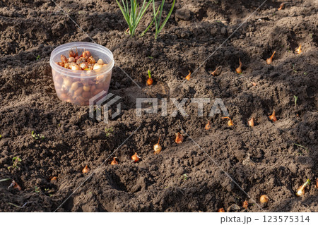 Planting onions in the garden in the spring season. Planting onions in the garden in the spring season. 123575314