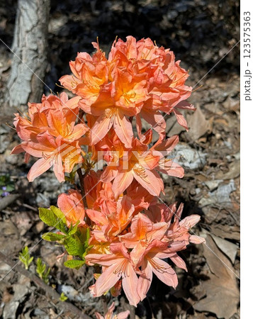 Rhododendron flowers amazing pink orange blossom 123575363