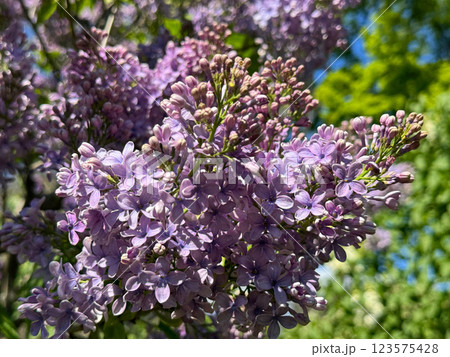 Lilacs flowers soft purple blossom in spring garden 123575428