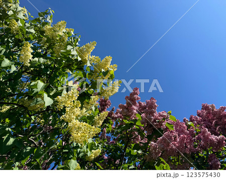 Lilac shrubs yellow and pink blossoms against blue sky 123575430