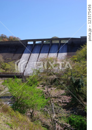 兵庫県南あわじ市　桜の咲く大日川ダム 123575456