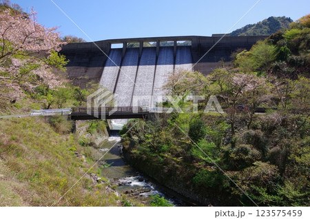 兵庫県南あわじ市　桜の咲く大日川ダム 123575459