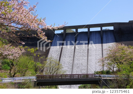 兵庫県南あわじ市　桜の咲く大日川ダム 123575461
