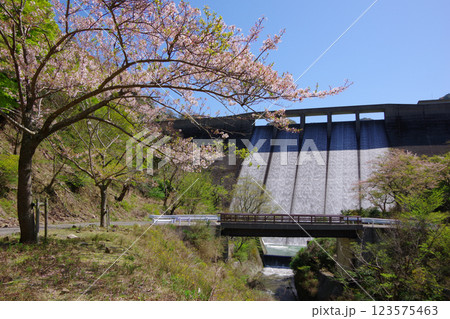兵庫県南あわじ市 桜の咲く大日川ダム 兵庫県南あわじ市 桜の咲く大日川ダム 123575463