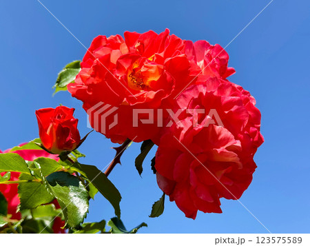 Bright red roses blooms against sky 123575589