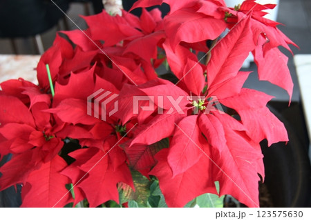 red flowers of poinsettia red flowers of poinsettia 123575630