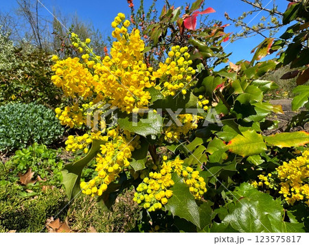 Mahonia aquifolium plant yellow flower Mahonia aquifolium plant yellow flower 123575817
