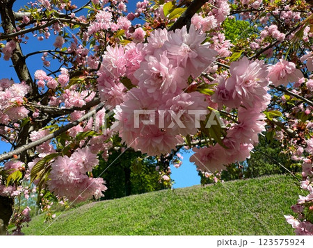 Spring blossom pink flowers sakura tree Spring blossom pink flowers sakura tree 123575924