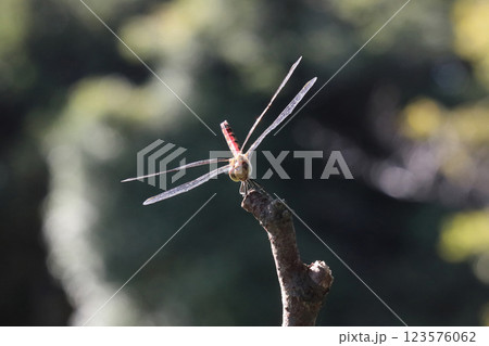 枝に止まる赤とんぼ 123576062