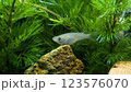 メダカ 123576070