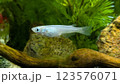 メダカ 123576071