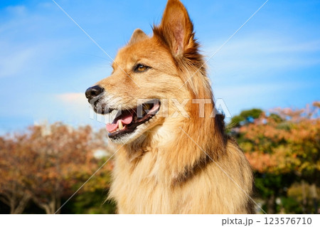 晴れた公園で幸せそうなシェパード犬 123576710