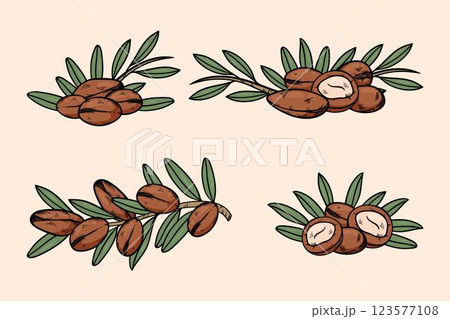 Realistic hand drawn argan oil element collection 123577108