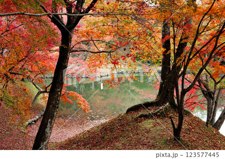 用作公園の紅葉 用作公園の紅葉 123577445