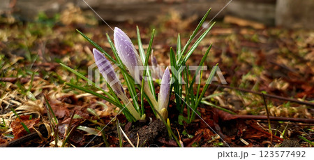 Purple crocuses after the rain Purple crocuses after the rain 123577492