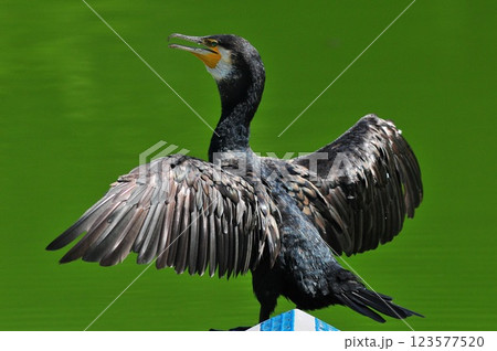 羽を広げて羽ばたくカワウ 羽を広げて羽ばたくカワウ 123577520