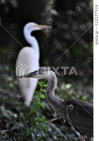 林で休むアオサギとダイサギ 123577524