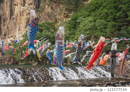 川の上で風に揺られ優雅に泳ぐ鯉のぼり 123577534