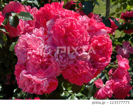 Bunch of pink roses flowers in garden 123577775