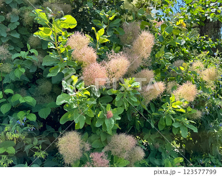 Cotinus coggygria, syn. Rhus cotinus, the European smoketree, Eurasian smoketree, smoke tree, smoke bush 123577799