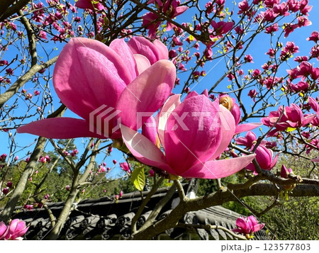 Magnolia flowers pink beautiful blossom 123577803